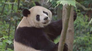 Why do we love pandas? It’s science!