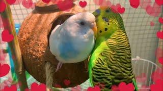 Lovely budgie couple prepare the coconut nest | Calm music