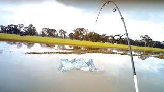 MASSIVE mirror carp