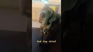 Chief the Great Dane | Amazing Reef Tank #shorts #shortsindia #shortsyoutube #shortsfeed #fish#fypシ