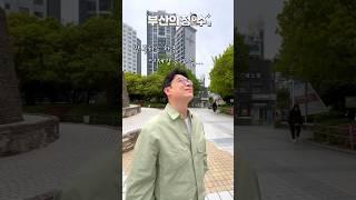 부산에서 여행가고 싶을 때.. 이제 편안히 여행하세요️ #shorts #부산의정수