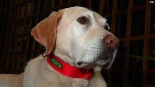 Company makes dog collars out of old bicycle tubes