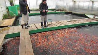 THE TRUTH ABOUT KOI FISH... (How They're Made) 