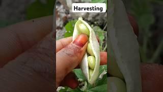 Vegetable Harvesting Short Video @Food-home14G #garden #vegetables #vegetableharvesting #short