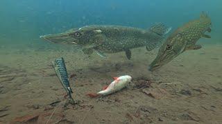 Pike Fishermen MUST Watch This Video!