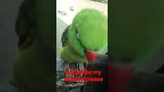 #parrot #talking #short