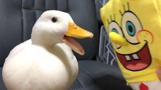 Yellow Bob and the White Call Duck!