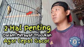 Hal Penting Dalam Perawatan Trucukan Biar Cepat Gacor