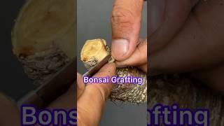 Bonsai Tree Grafting