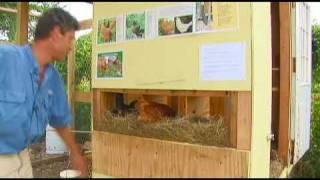 Urban Chicken Farmer in New Orleans