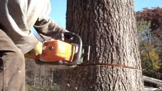 stihl chainsaw cutting big oak tree down ms-290 farmboss