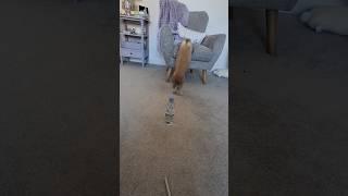 Bunny Jumps Onto Chair #bunny #rabbit #shorts #shortsvideo #shortsfeed #pet #petlover
