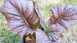 Growing Giant Red Mustard Greens In Pots/Containers