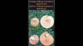 Orange milkcap, Lactarius deterrimus, saffron milkcap, Lactarius deliciosus identification edibility