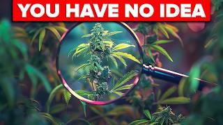 THC vs CBD - Do You Know Your Weed?