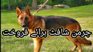 German Shepherd Dog Available For Sale In Pakistan | German Shepherd |