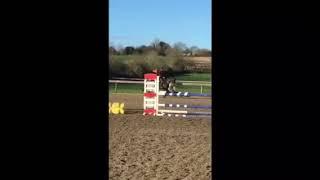 17hh 8yr old superb quality irish sports horse