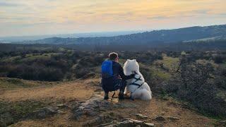 Jamie the samoyed 7th birthday, photos and videos from the beginning till now