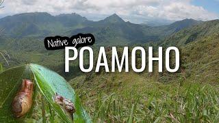 Hiking Poamoho trail | Oahu Hawaii