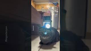 #funny #catcare #funnyshorts #cat #cathealth #catslover #pets #catlov #catlove