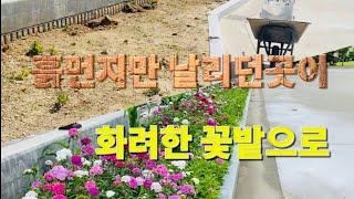 꽃밭 만들기.패랭이, 송엽국,수국,해바라기, 다양한 꽃으로 꽃밭 만들기 잡초보다 더 생명력 좋은 꽃을 소개합니다