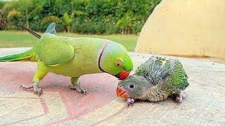 Talking Ringneck Parrot Greeting Baby Parrot