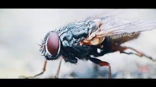 Cane Hill - Lord of Flies (Official Music Video)