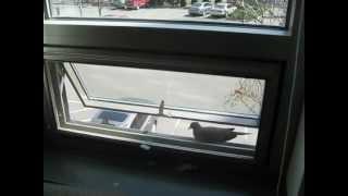 Bird gets stuck on windowsill