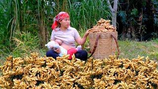 Lots of fresh ginger - I harvested it to sell - Cooked a nutritious meal to eat with my son