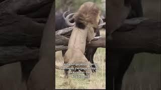 The male lion looks afraid to face a herd of buffalo, #lion #buffalo #africa #safari