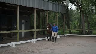 Matt McLaughlin Dressage Training Tip #4 - Starting Piaffe