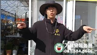 가평묘목농원나무시장개장#유럽조경수#유럽목수국 #은청가문비#유실수