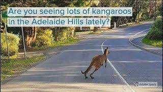 Kangaroos in the Adelaide Hills