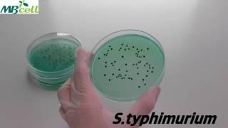 Bismuth Sulfite Agar