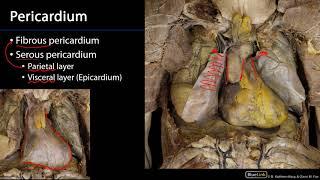 Superior Mediastinum and Root of Neck - Pericardium