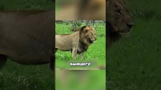 ЛЬВЫ В ШКУРЕ ГИЕН  #животные #факты #звери #animals  #лев #гиены