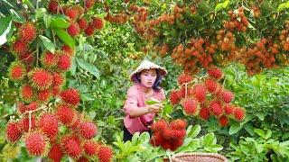 Linh Đan's Farm Life: Harvesting Rambutan & Caring for Animals