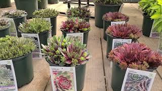 Sempervivum (Hens & Chicks) 'Red Rubin', 'Silver King, 'Kalinda', 'Moss Rose' & 'Jade Rose' // EASY!