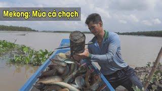 Mùa cá chạch ở đồng bằng hạ lưu sông Mekong, Việt Nam