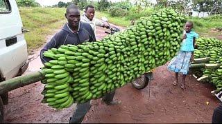 Amazing Organic Banana Growing, Harvesting & Exporting Process - Modern Banana Processing Technology