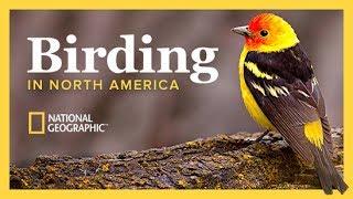 The National Geographic Guide to Birding in North America | Wondrium