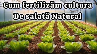 Cel mai bun fertilizant natural pentru cultura de salata aplicat în sezonul rece