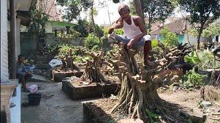 Proses pengepresan bahan bonsai kimeng jumbo