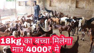 18kg का बच्चा मिलेगा मात्र 4000₹ मे/ IBT GOAT FARM Pushkar Rajasthan