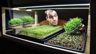 How to grow microgreens at home - From start to finish