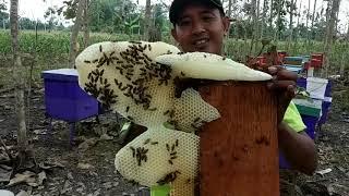 Budidaya lebah melifera untuk pemula