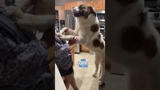 Here Comes The Da Da Da Da.... Funny Dog Videos2023 #funnyshorts #youtubeshorts #funnydogvideo