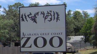 Visiting Alabama Gulf Coast Zoo in Gulf Shores, Alabama, United States