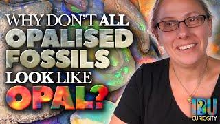 Why don't ALL Opalised Fossils look like Opal? - Australian Opal Centre, Lightning Ridge