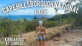 CAPE HILLSBOROUGH NATIONAL PARK | KANGAROOS AT SUNRISE | MACKAY QLD